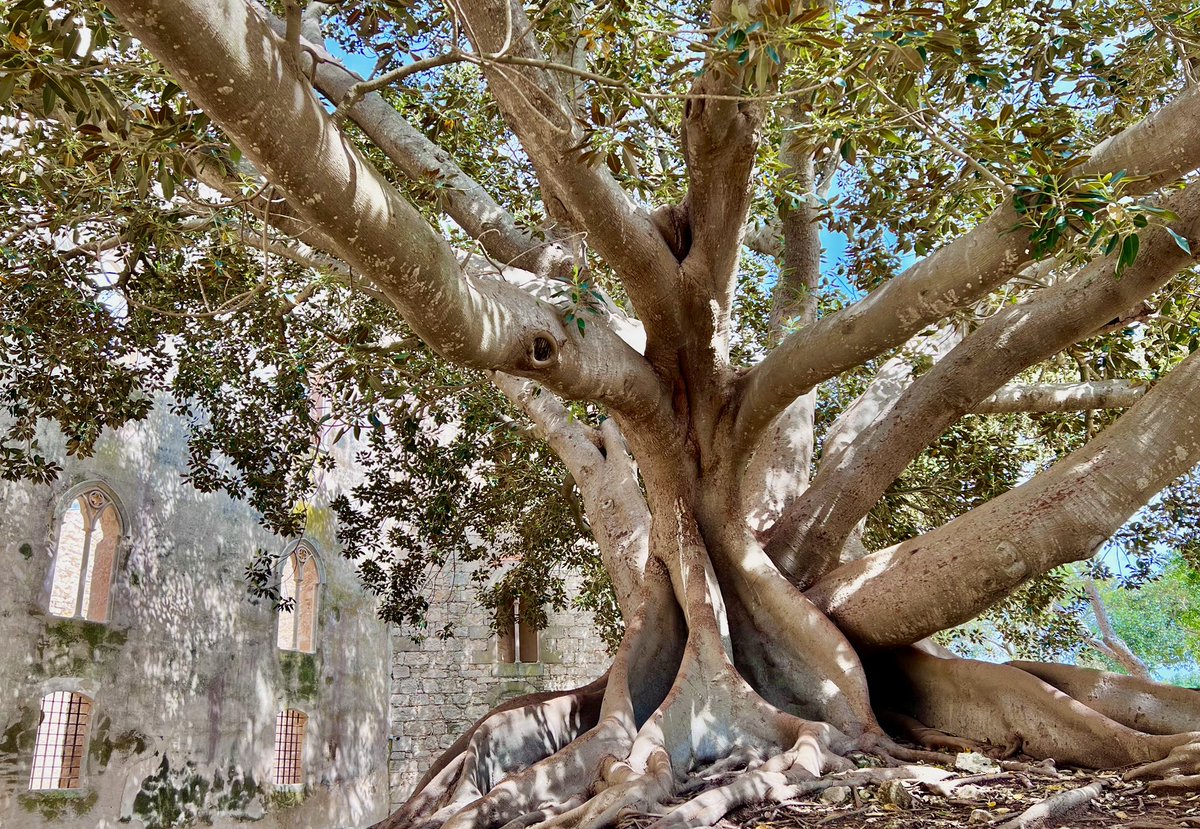 HumanityLucid's tweet photo. Passing this one along today:

"No tree, it is said, can grow to heaven unless its roots reach down to hell."
- Carl Jung https://t.co/LfhOl6wAG1