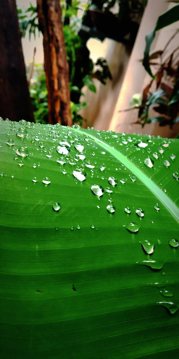 vaishnaviii_03's tweet photo. Dew drops🍃✨💚
📸vaishnavi_singh https://t.co/Sb7d7TPWti