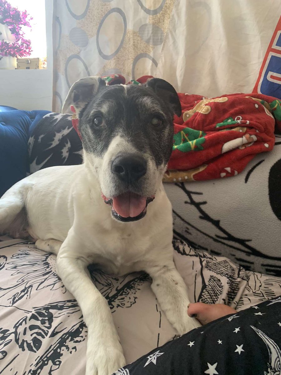 HeadSarah22's tweet photo. @CaraLisette Steve, the blind old dog x https://t.co/aplBCXCzp2