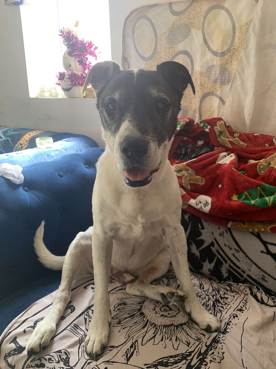 HeadSarah22's tweet photo. @CaraLisette Steve, the blind old dog x https://t.co/aplBCXCzp2