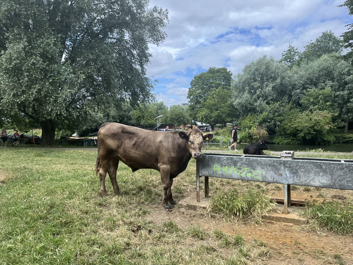 Cambridge Cows tweet media