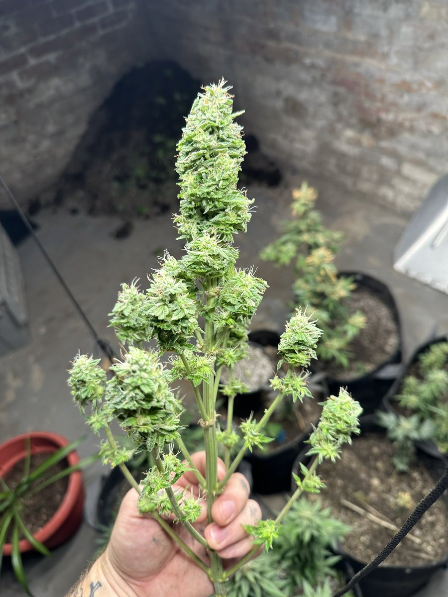 TackettGenes's tweet photo. Snowcaine knows how to make a nug, even in a one gallon pot whilst being pollinated. https://t.co/mc9li9JAkn