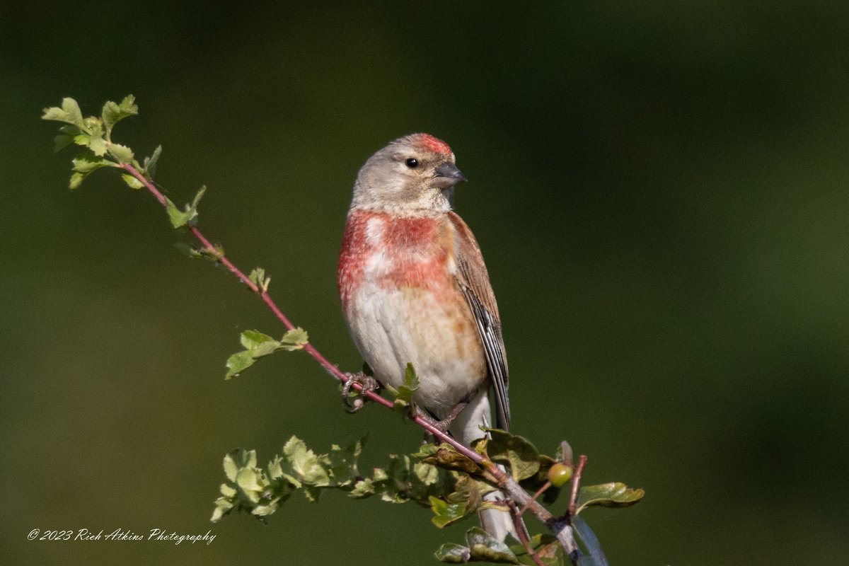Linnet this morning on Ouse Fen RSPB. #birdphotography #birdwatching #BirdsOfTwitter #NaturePhotography #TwitterNaturePhotography #TwitterNatureCommunity #birds #birdsphotography
@RSPBHuntingdon @Natures_Voice @CambsBirdClub