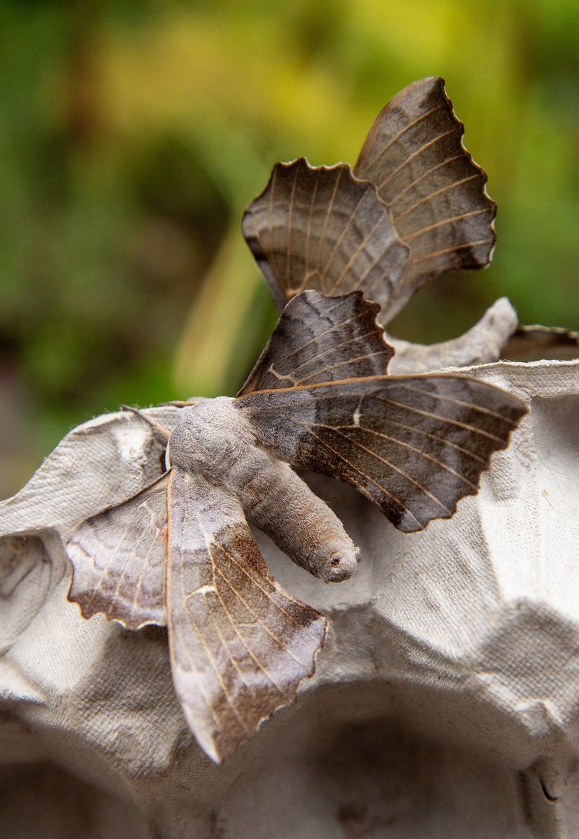 ArabellaSock's tweet photo. Good haul in the #mothbox last night. These are 2 of four enormous poplar hawk moths #moths https://t.co/FEsKTxl7ae