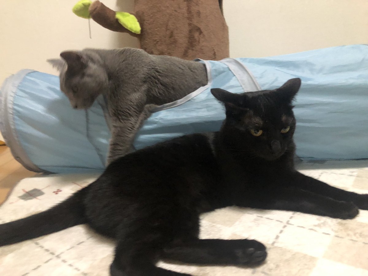 bonbon270's tweet photo. 背後に気配が…

#猫 #ねこ #猫のいる暮らし #黒猫 #ロシアンブルー https://t.co/ut7t0mNGHe