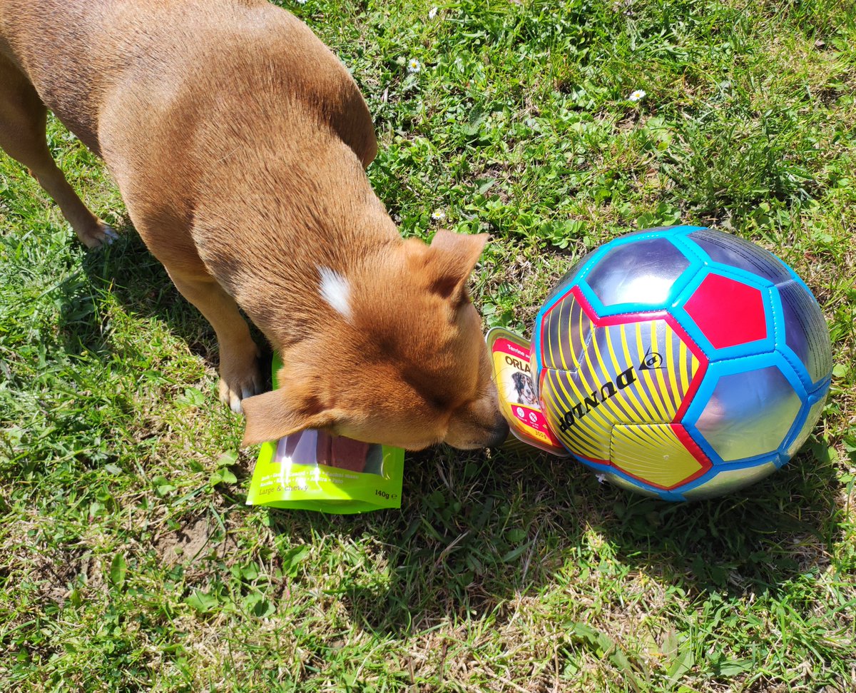 Taiko🐶♂️ tweet media