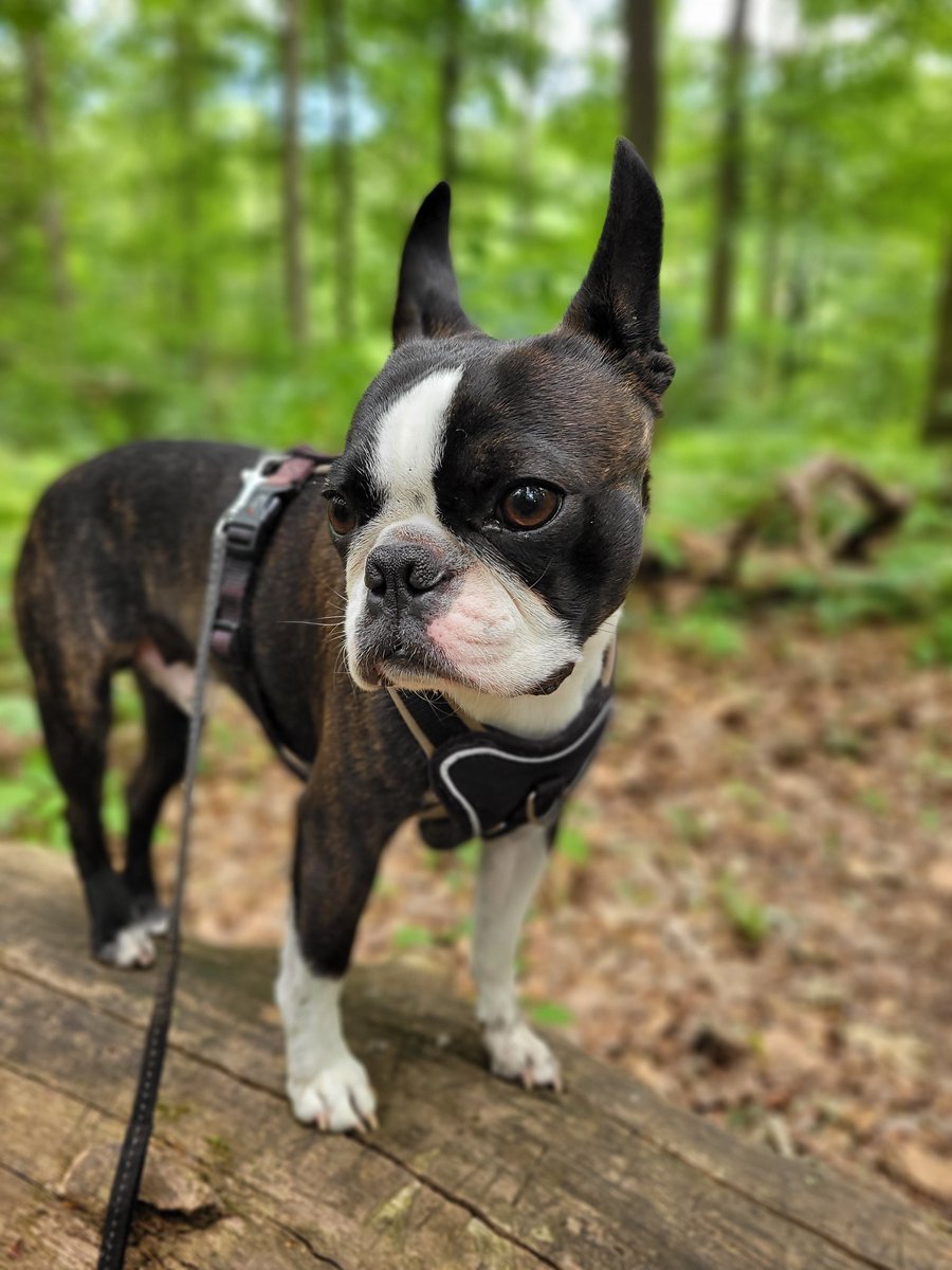 Ich bin der wilde Waldbo, Bezwinger der Brombeere, Durchquerer des Unterholzes, Ignorierer des Rehs und Finder des verlorenen Schmeckerchens! Ich bin Harry vom Tannenwäldchen!