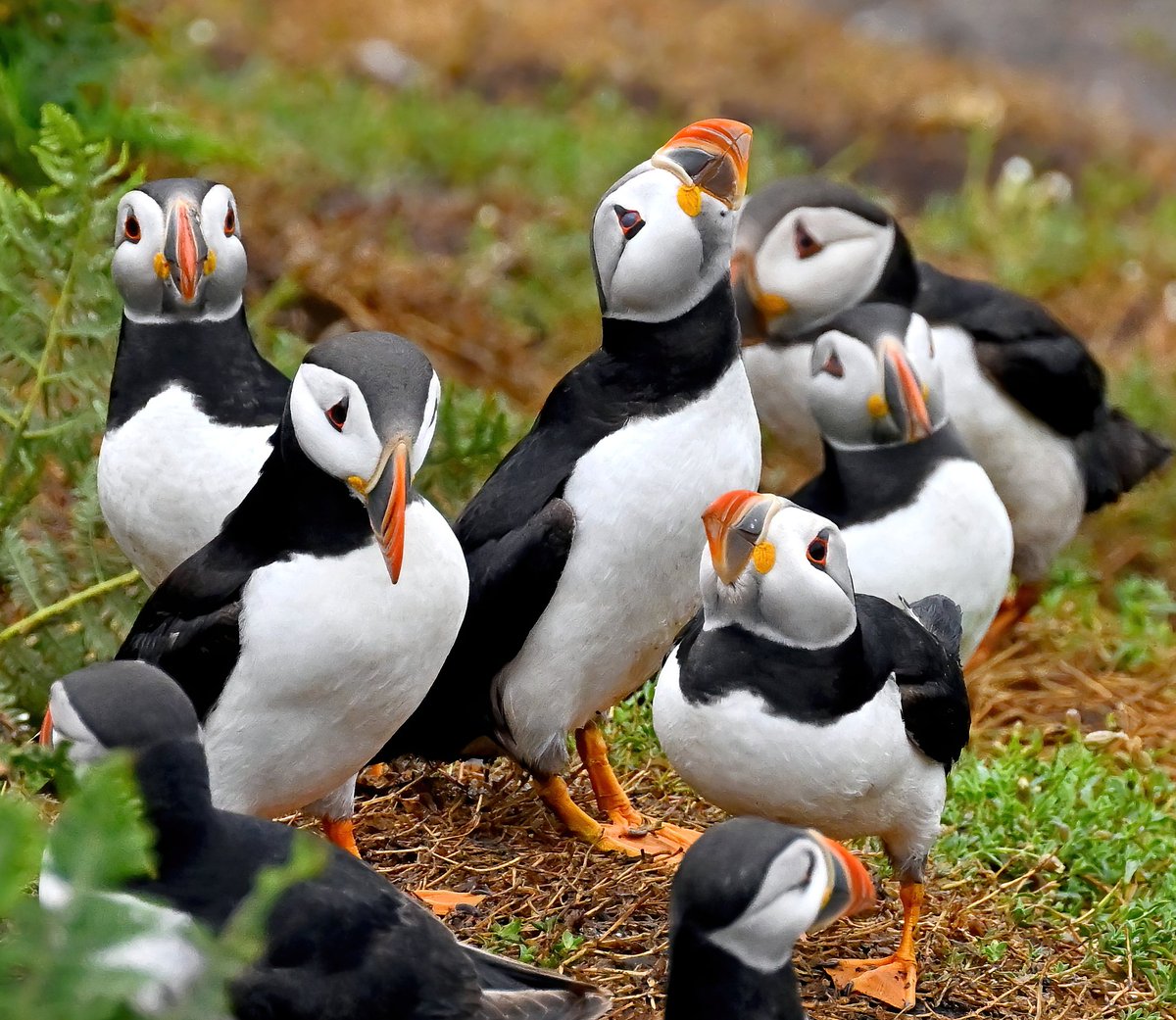 CarlBovisNature's tweet image. A Clowning of Puffins! 😀😍🐦