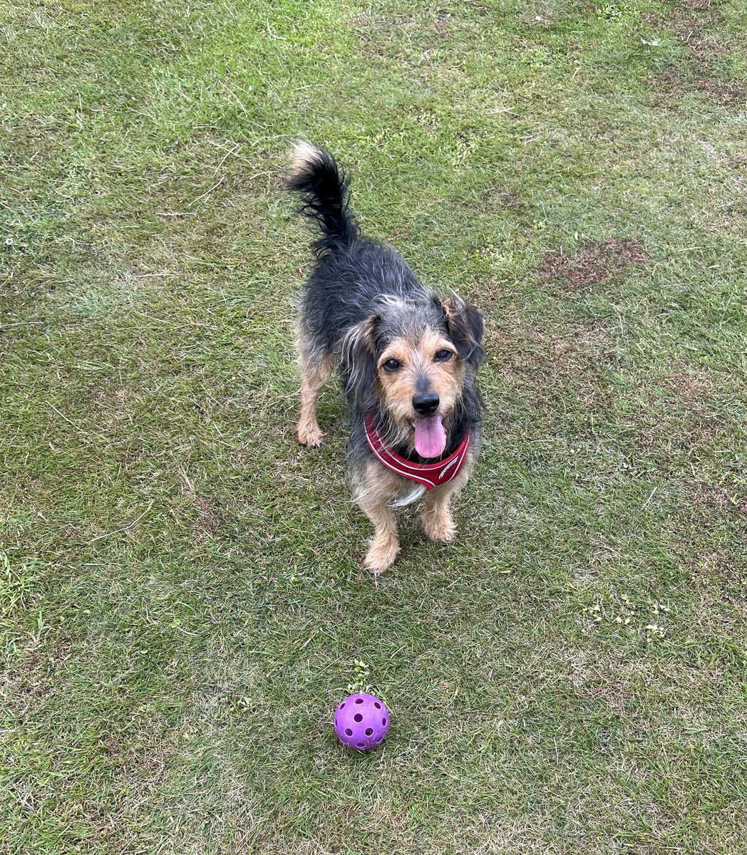 218sb's tweet photo. @bbctms Kicking a ball for the dog and watching my son playing cricket before going home to hang the next wash out, all while listening to The Ashes #multitasking https://t.co/ZG4hv6qlj0
