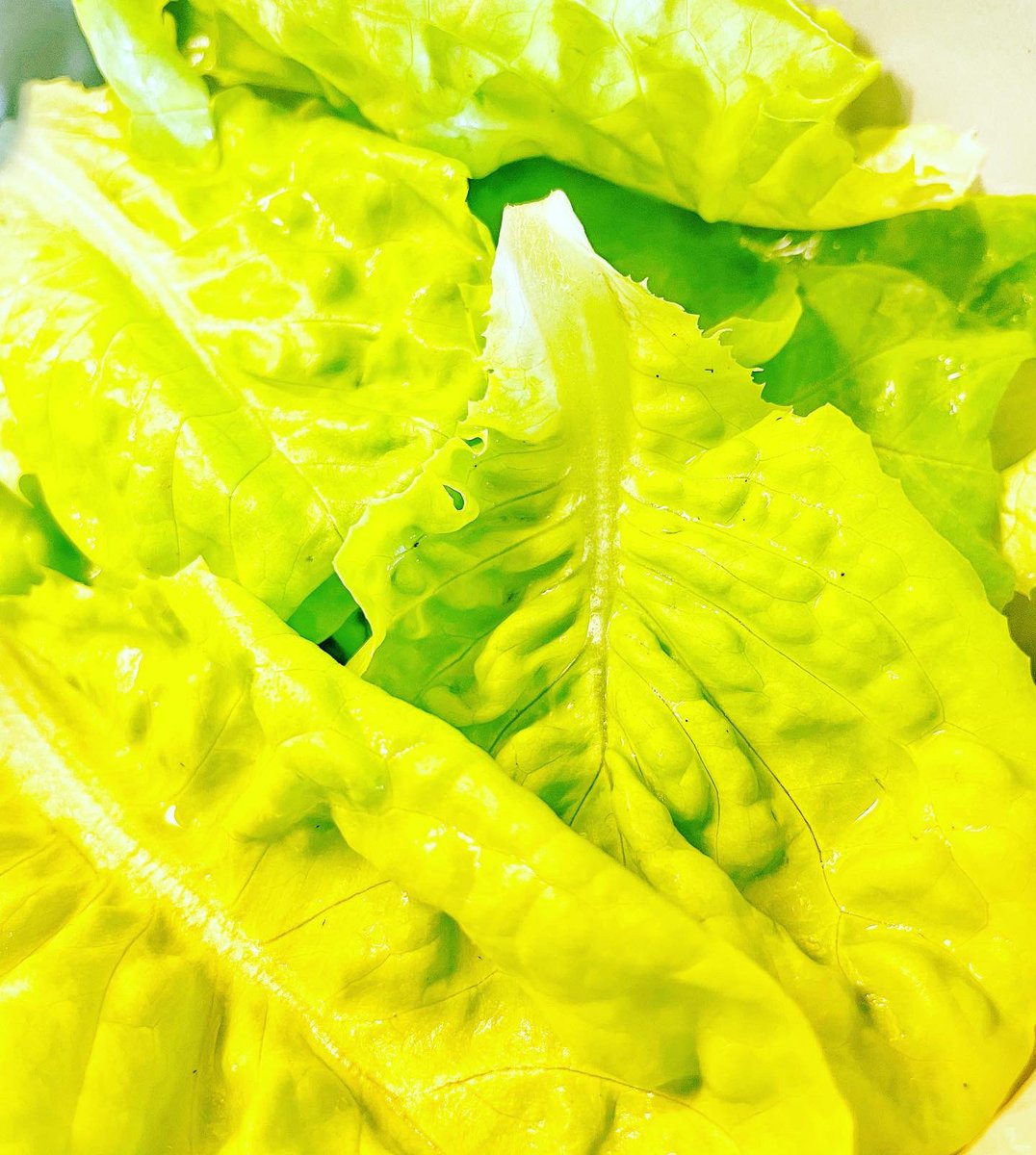 stephiemc07's tweet photo. The first pick from my home grown lettuce for lunches. So happy 🥗👩🏼‍🌾👌🏼 #wegrowing #homegrown #homegrownfoods #lettuce #mylittleveggiepatch #food #foodiefamily https://t.co/S4u9CEOPbc