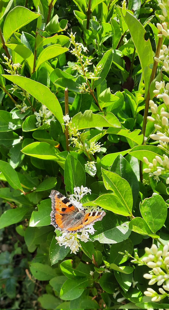 WNapBaukema's tweet photo. Opeens zijn ze weer #vlinders op de bloeiende #liguster #bruinzandoogje #kleinevos #koolwitje @vlinderNL @parckoudenburg #Hollum #Ameland #natuur #vlinderspam https://t.co/spl2VuifCd