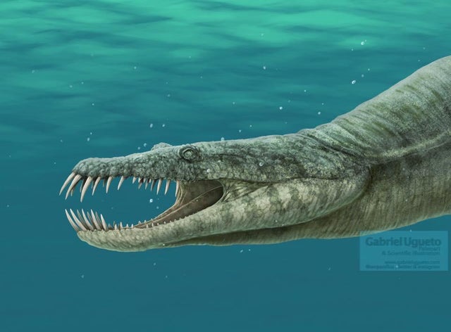 Nothosaurus, a medium-sized sauropterygian from the Triassic. (Credit Gabriel Ugueto)