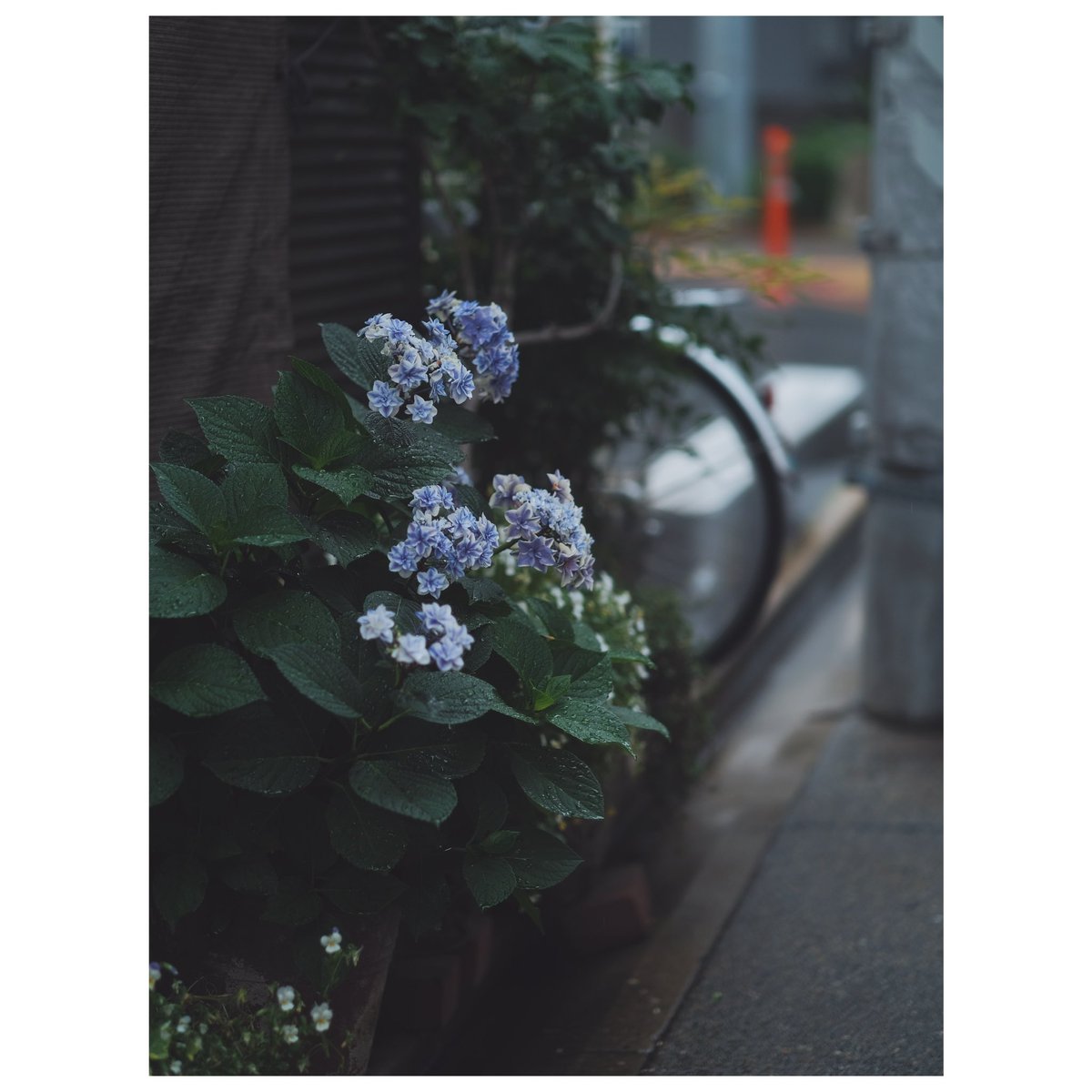 camera__ryo's tweet photo. X-T3
XF56mm F1.2R APD

 #メインのカメラ構成を晒す見た人もやる https://t.co/7iPe71vv6f