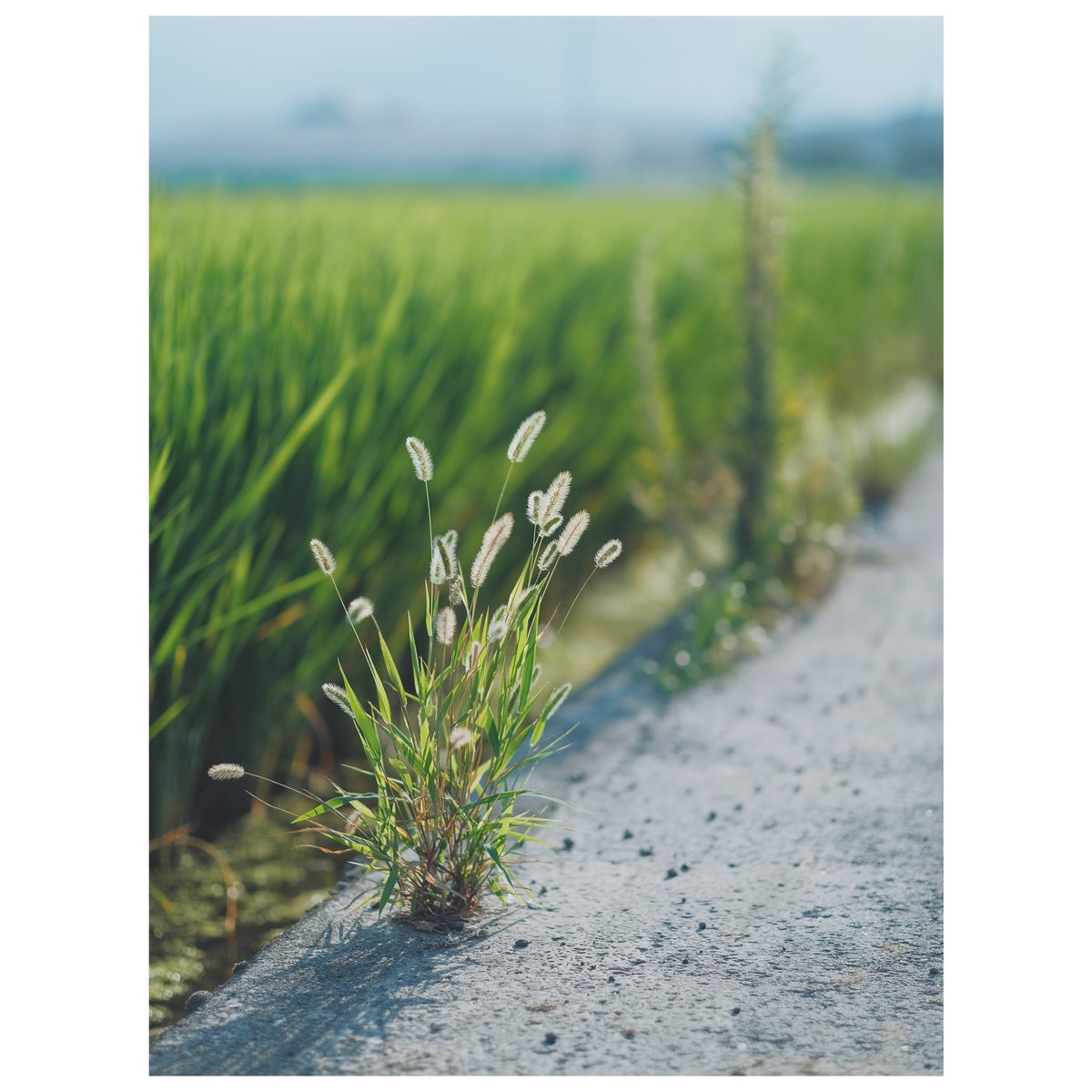 camera__ryo's tweet photo. X-T3
XF56mm F1.2R APD

 #メインのカメラ構成を晒す見た人もやる https://t.co/7iPe71vv6f
