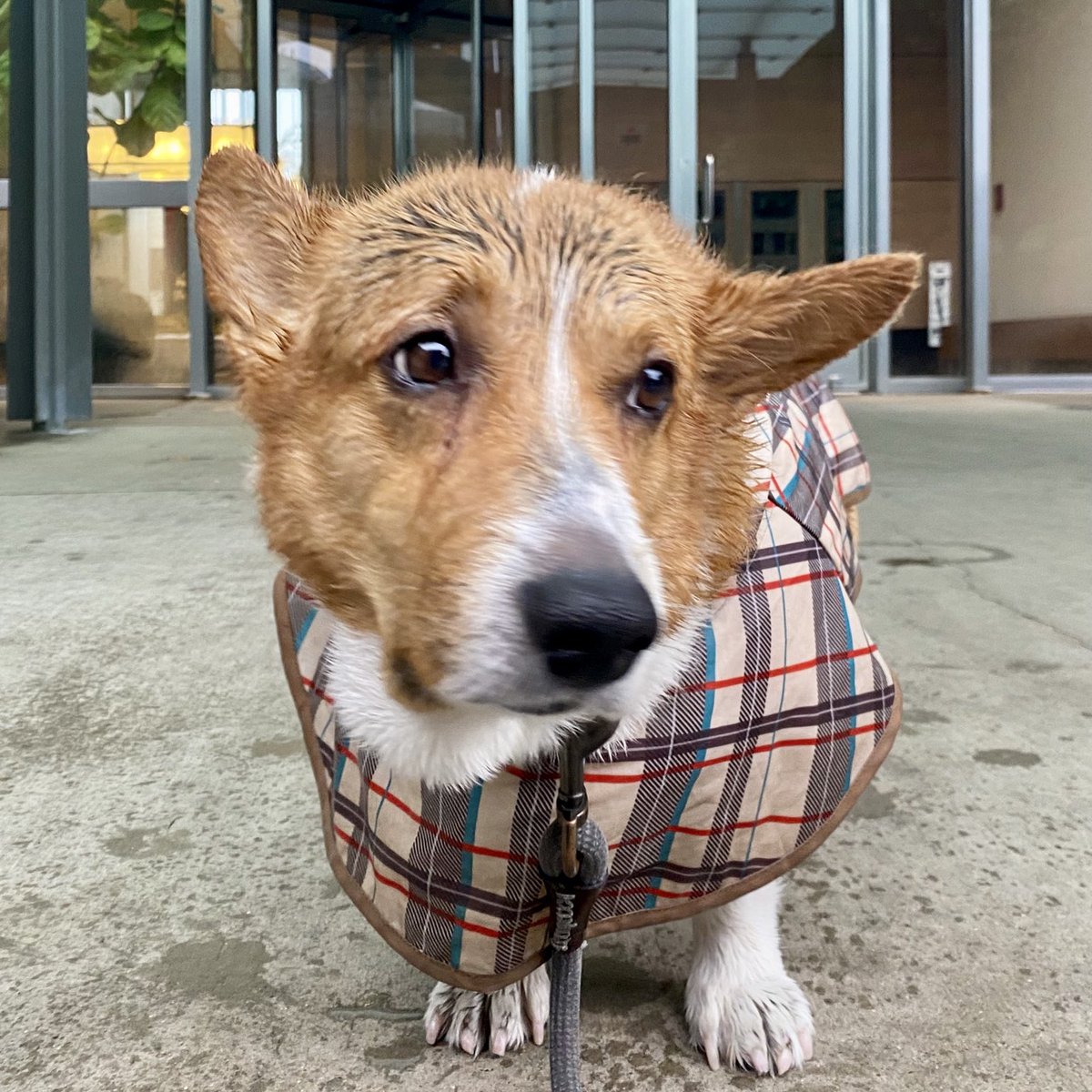 Ralph the Corgi tweet media