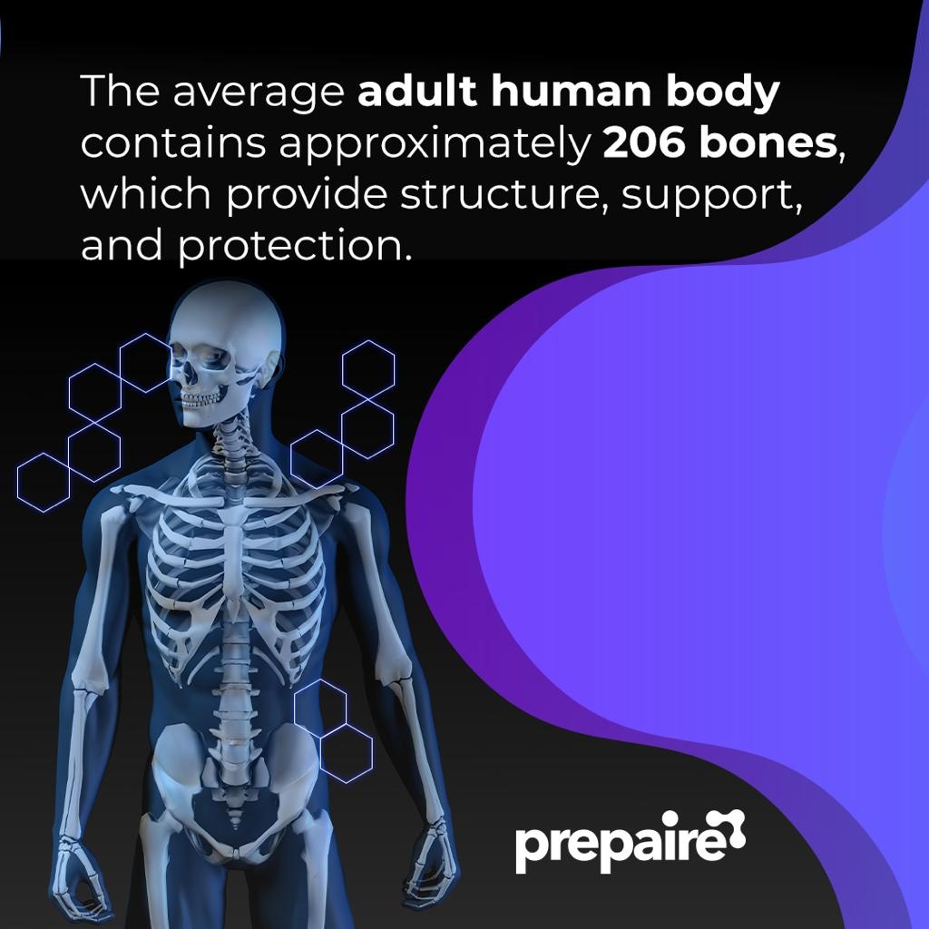 Prepaire_labs's tweet image. Fascinating Fact: The average adult human body consists of approximately 206 bones, serving as a robust framework that offers crucial structural integrity, support, and safeguarding.

#HumanAnatomy #BodyStructure #DidYouKnow