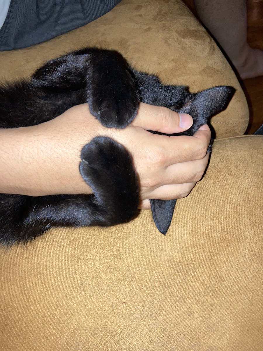 BulanWorld's tweet photo. うちの猫
タイトル「もう離しません」 https://t.co/mp2URW9CLA