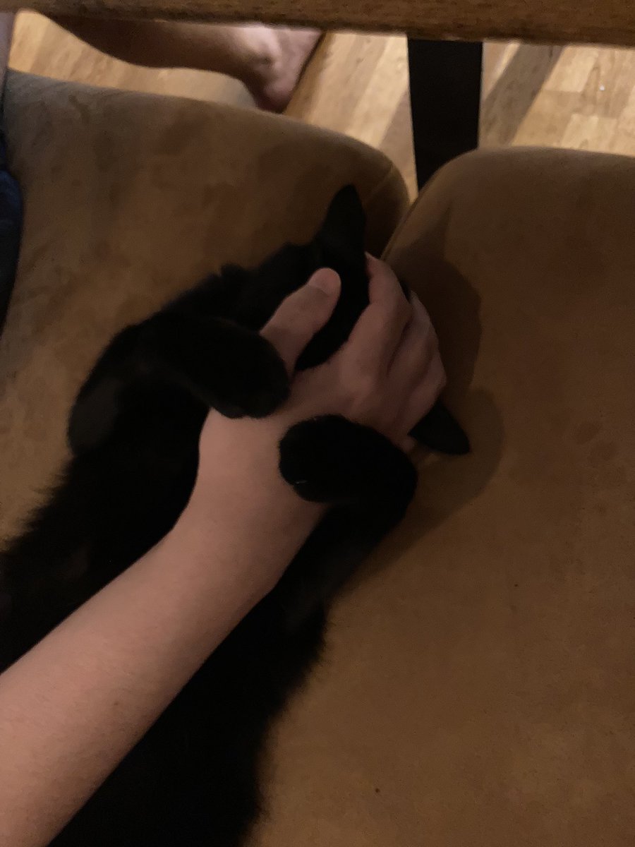 BulanWorld's tweet photo. うちの猫
タイトル「もう離しません」 https://t.co/mp2URW9CLA