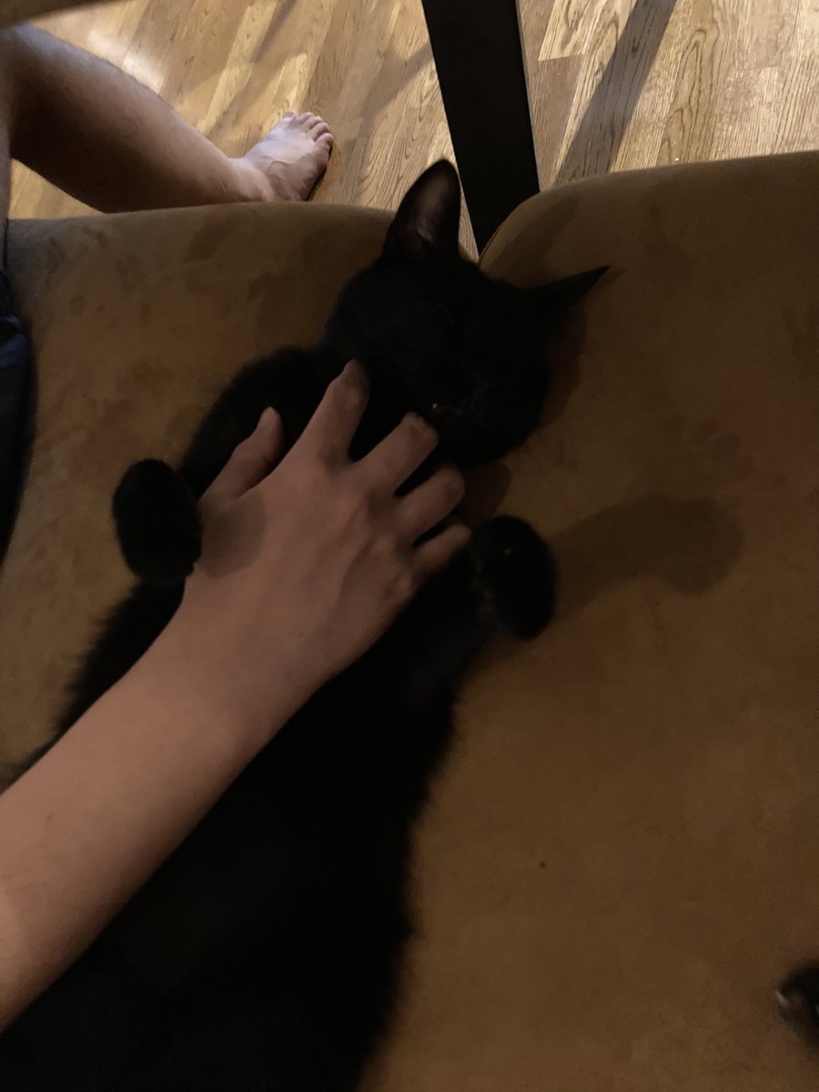 BulanWorld's tweet photo. うちの猫
タイトル「もう離しません」 https://t.co/mp2URW9CLA