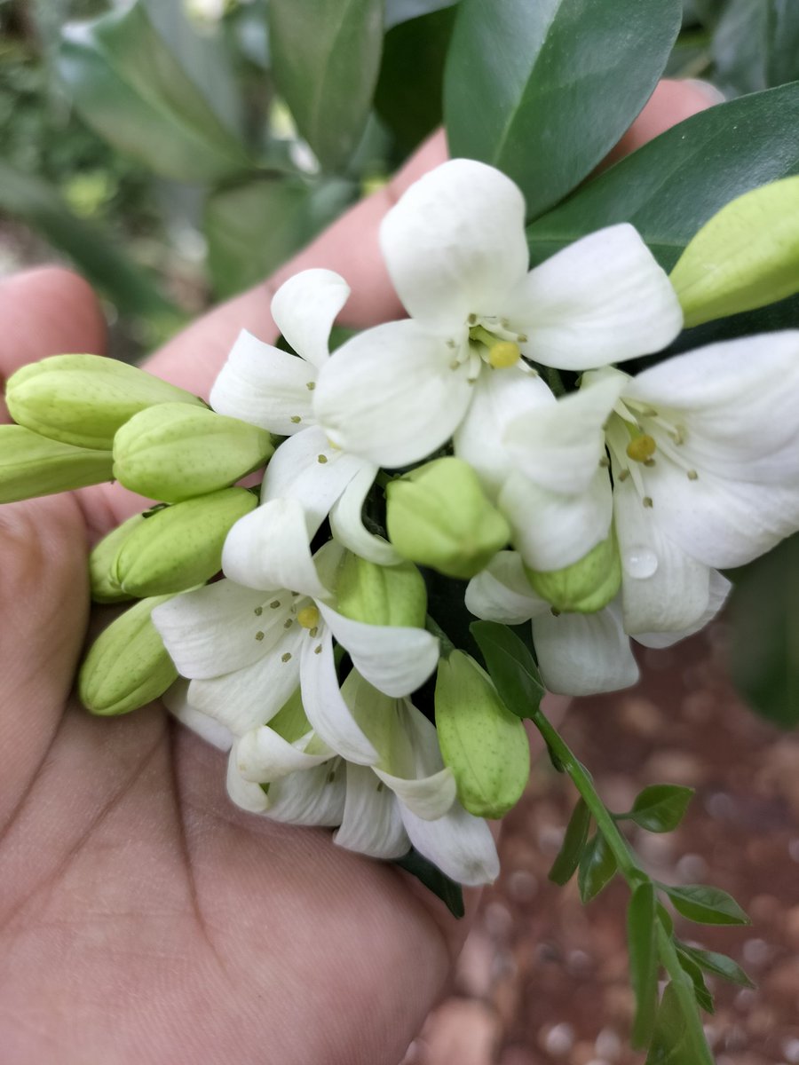 EkkaRashmita's tweet photo. Beauty of nature 🥰☘️ https://t.co/LmPQJp4Pks