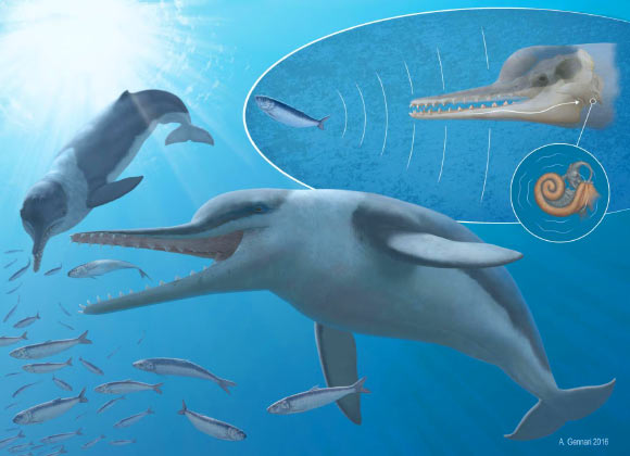 Echovenator sandersi lived during the Oligocene epoch, around 27 million years ago. It had superb high-frequency hearing to locate prey. (Credit A. Gennari)