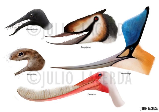 The diversity of Pterosaur beaks. (Credit @JuliotheArtist)