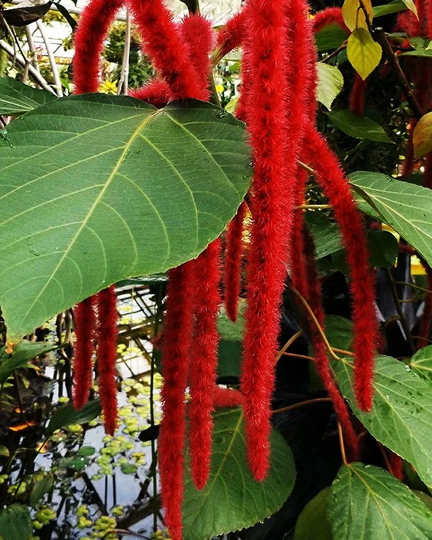 toptropicals's tweet image. #Acalypha hispida - Cat tail is #floweringshrub 5-10ft tall. It produces masses of long, bright inflorescences that hang down and give rise to its popular name of "Cat Tails"😻 The brightly colored pendulous tassels are extremely showy🙀👍
toptropicals.com/store/item/100…
#SundayFunday