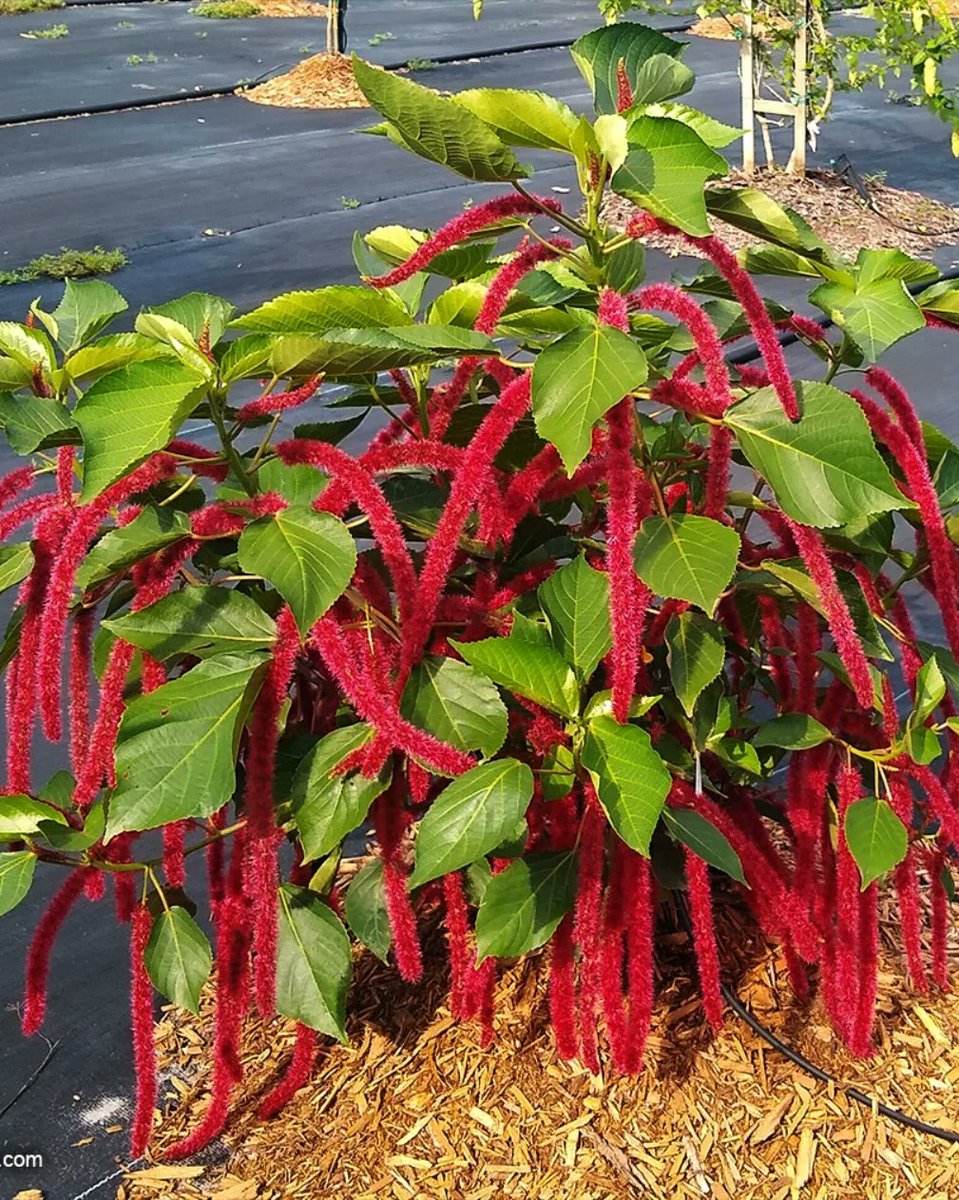 toptropicals's tweet image. #Acalypha hispida - Cat tail is #floweringshrub 5-10ft tall. It produces masses of long, bright inflorescences that hang down and give rise to its popular name of "Cat Tails"😻 The brightly colored pendulous tassels are extremely showy🙀👍
toptropicals.com/store/item/100…
#SundayFunday