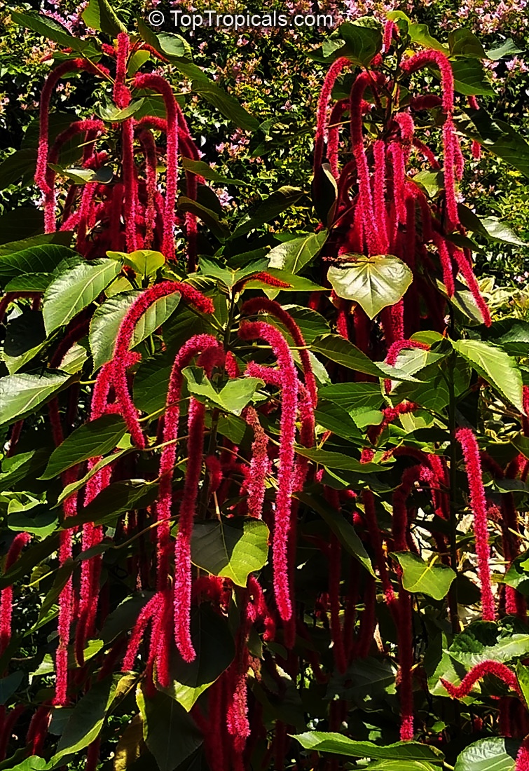 toptropicals's tweet image. #Acalypha hispida - Cat tail is #floweringshrub 5-10ft tall. It produces masses of long, bright inflorescences that hang down and give rise to its popular name of "Cat Tails"😻 The brightly colored pendulous tassels are extremely showy🙀👍
toptropicals.com/store/item/100…
#SundayFunday