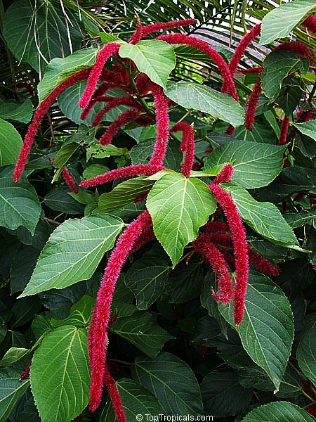 toptropicals's tweet image. #Acalypha hispida - Cat tail is #floweringshrub 5-10ft tall. It produces masses of long, bright inflorescences that hang down and give rise to its popular name of "Cat Tails"😻 The brightly colored pendulous tassels are extremely showy🙀👍
toptropicals.com/store/item/100…
#SundayFunday