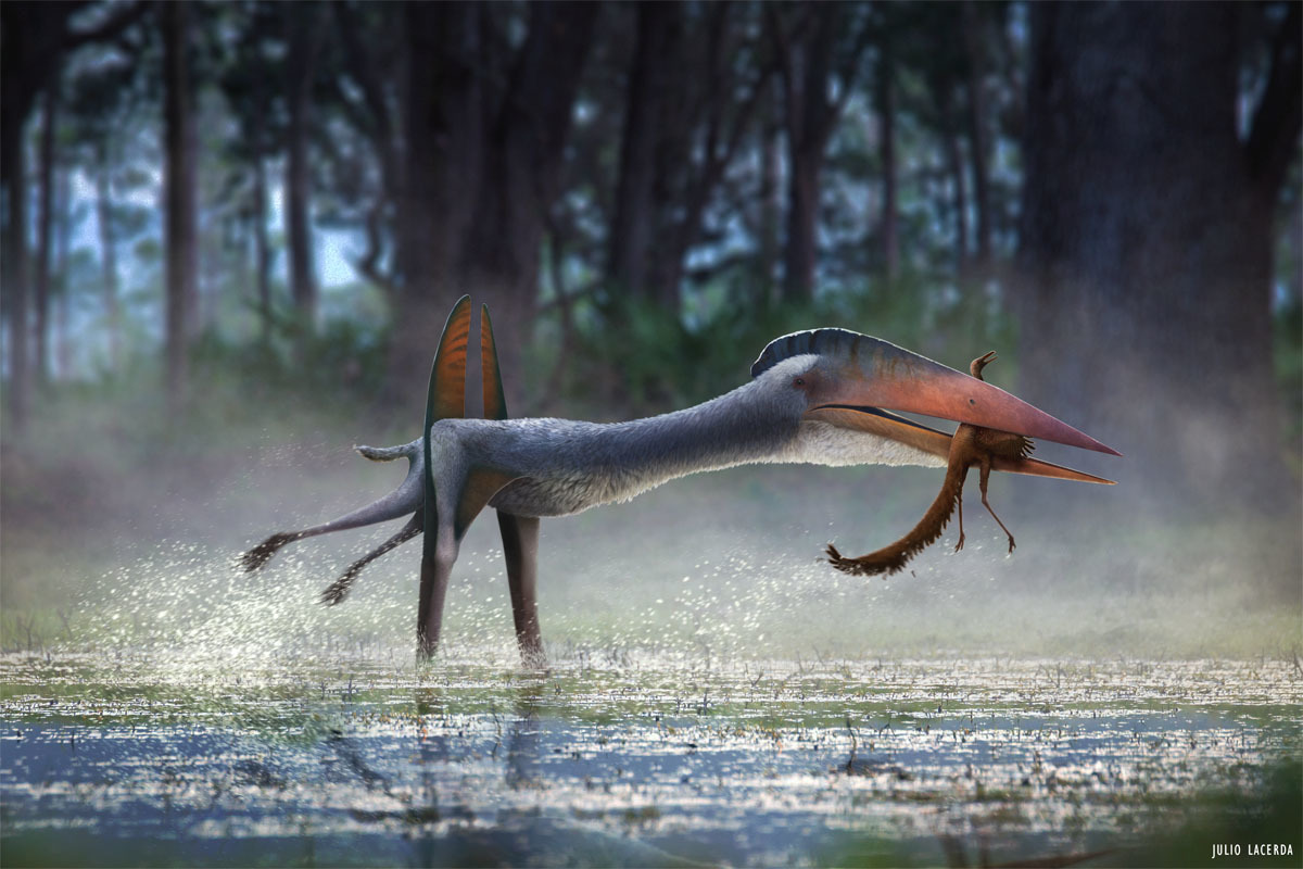 Hatzegopteryx is estimated to have a wingspan of 12 metres, rivaling that of the largest pterosaur Quetzalcoatlus. (Credit Julio Lacerda)