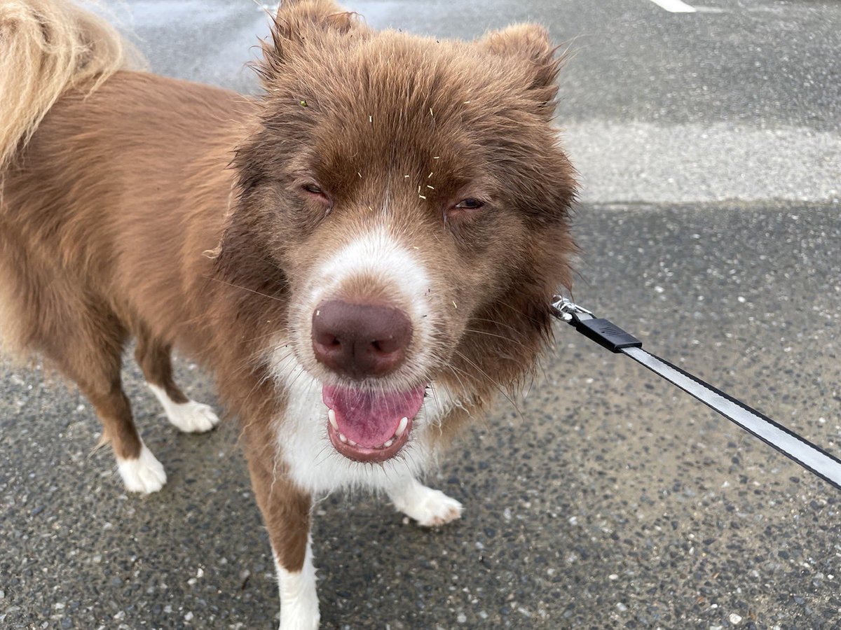 Saran_K0415's tweet photo. 雨上がりのお散歩🐾🐾
楽しく駆け回ったら
お顔がこんなになってた🤣
だけど楽しそうでなにより💓

#さらん　#犬　
#ミックス犬 https://t.co/zyoNgINiV6