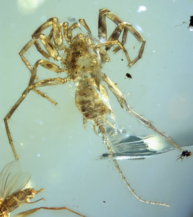 Ancient proto-spider with a tail preserved in amber. (Credit University of Kansas)