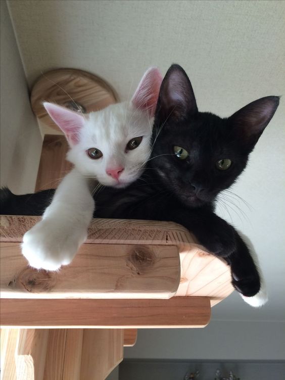 cats with powerful impression 🐾 tweet media