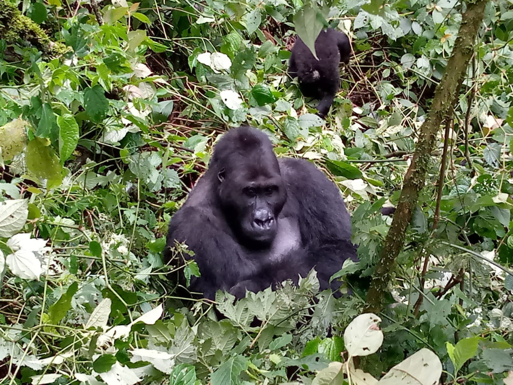 UbuntuVoyages's tweet photo. What are the highlight tourist attractions in the Virunga national park?

https://t.co/HBam8paIZW https://t.co/ygQ0D73GE9
