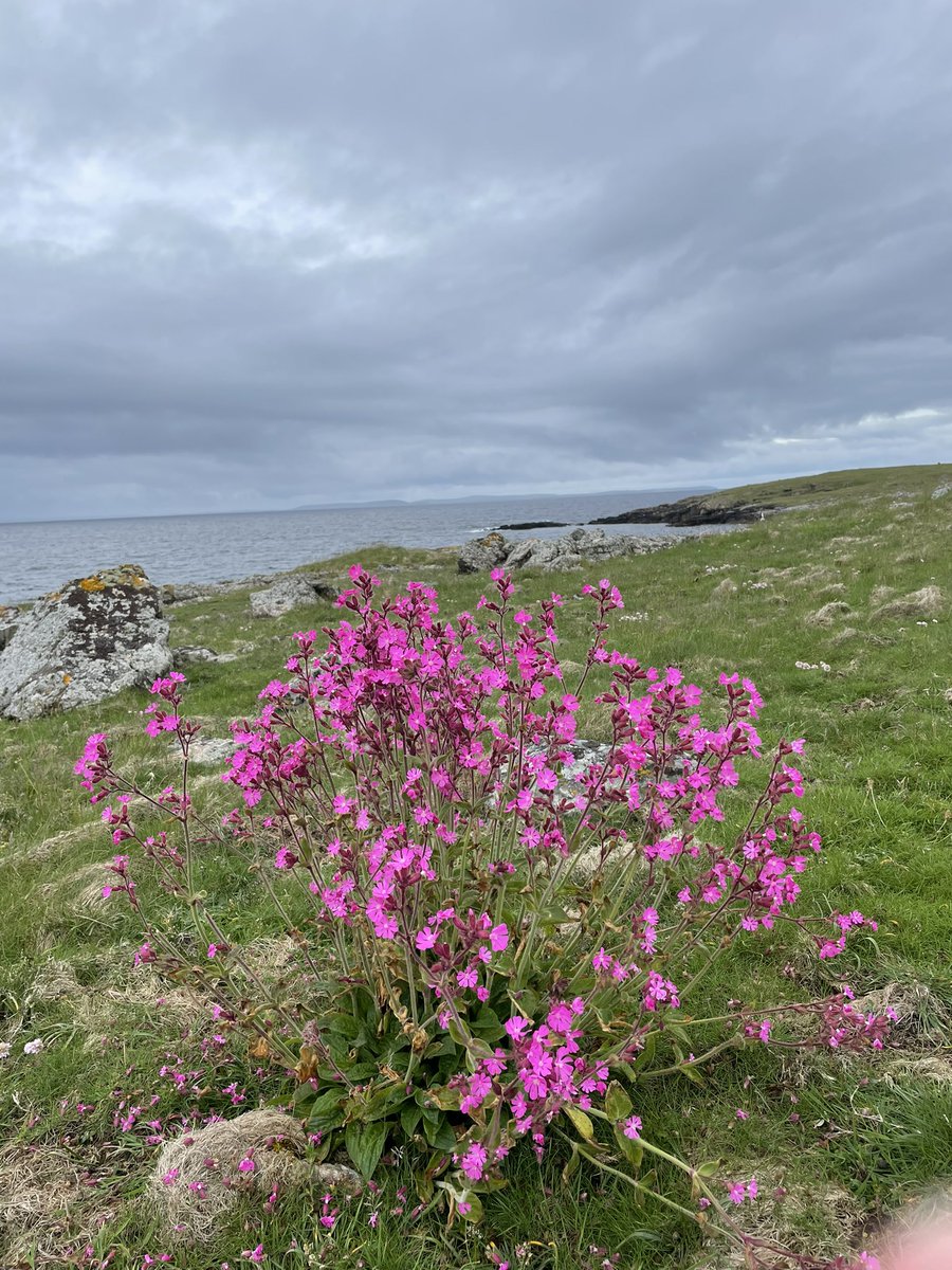 SueHLawrence's tweet photo. Out Skerries #Shetland Remote and so beautiful   Sea pinks and Campion along the shore https://t.co/781UAi4aWG