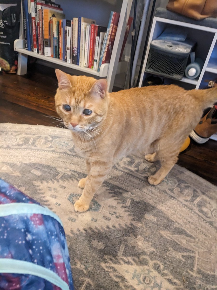 LyzurJane's tweet photo. The cats are finally earning their keep around here. Look at these mighty hunters! https://t.co/cwva7XF9i8