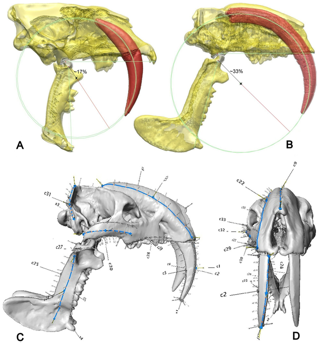 The gape width of Smilodon (A) compared to Thylacosmilus (B) showing the extent of the canines within the skull. (Credit Stephen Wroe et al.)