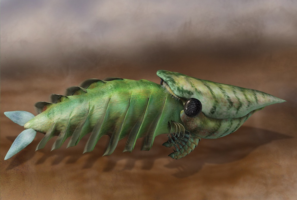 Hurdia was a primitive cousin of insects and other arthropods. (Credit Quade Paul)