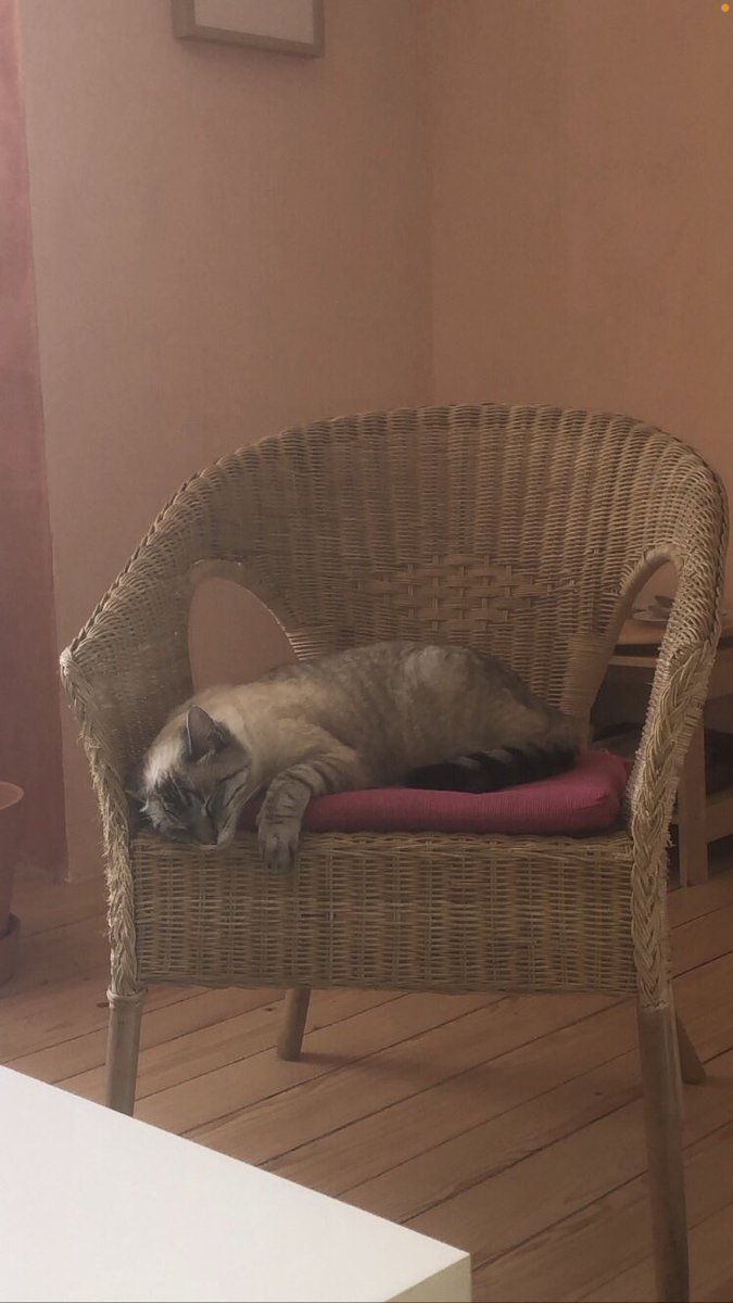 marie46354702's tweet photo. Quelqu’un aurai vu mon chat ?  #Strasbourg 🙏🏽 https://t.co/60G0EQcpmi