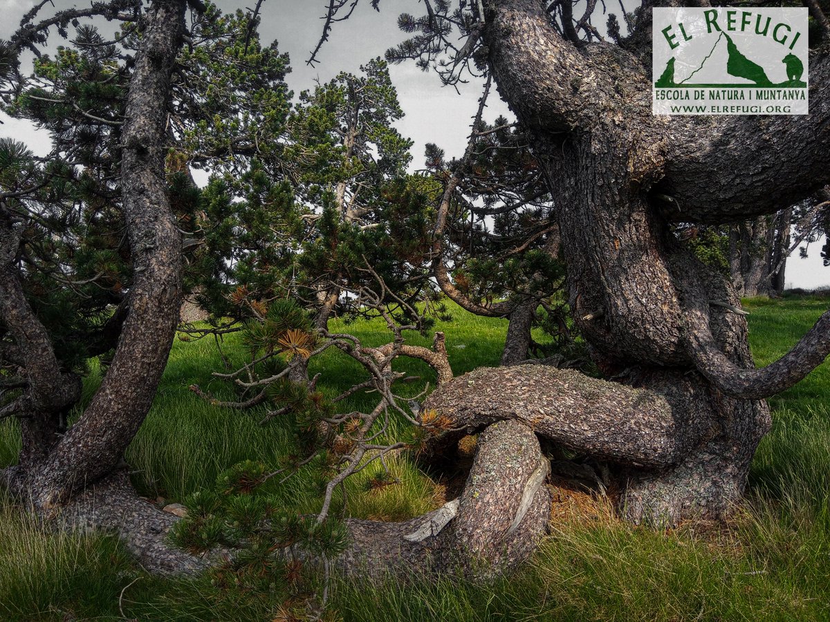 ElRefugiEscola's tweet photo. Arbres entortolligats. #PinusUncinata. 
#France 
#Canigó
🌐https://t.co/6ghXJzeJrX
 
 #SomNatura
 #SomAventura
 #SomRefugi

#EducacióAmbiental
#Natura
#Tree 
#Forest
 #Vacations
 #Destination
 #Travel
 #holidays
 #Senderisme
 #NordicWalking
#GuiesDeMuntanya
 #UIMLA https://t.co/DxpXV6VXhx
