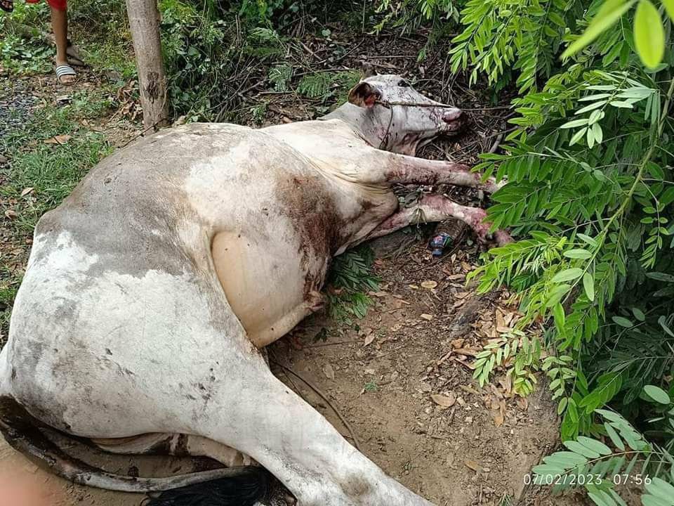 Smo_DAUNG's tweet photo. Military troops tortured and shot an elderly man at his thigh in their raid to 2 villages of KhinOo tsp this morning. Over 4000 locals had to flee in fear.  #2023Jul2Coup #WarCrimesOfJunta #WhatsHappeningInMyanmar https://t.co/YrGjyHJy3u