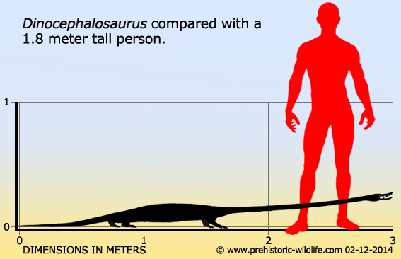 Dinocephalosaurus was a long necked, aquatic protorosaur from the Triassic Period. They were ambush predators & hunted fish, violently thrashing their neck at prey when they got into the 'strike zone'. (Credit: Prehistoric Wildlife)