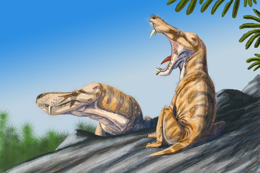 Pristerognathus was a dog-sized predator that lived during the late Middle Permian in what is now South Africa. (Credit dmitrchel)