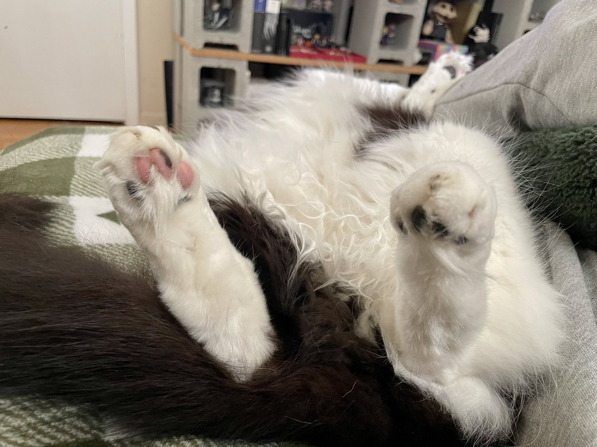Some toe beans in these trying times
