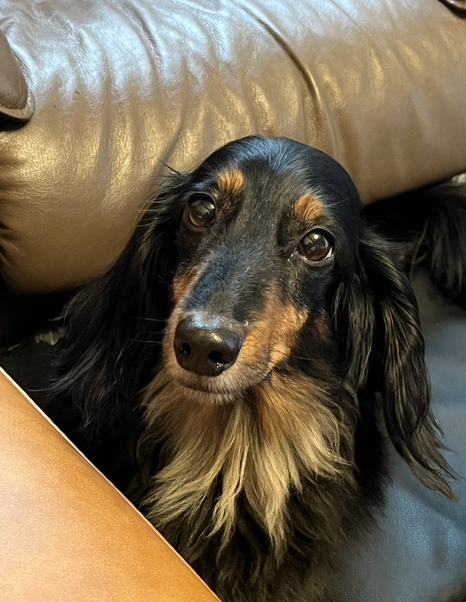 fukken01's tweet photo. 見つめられた。
#ミニチュアダックス 
#Dachshund
#cute https://t.co/7KUbTVvZ6q