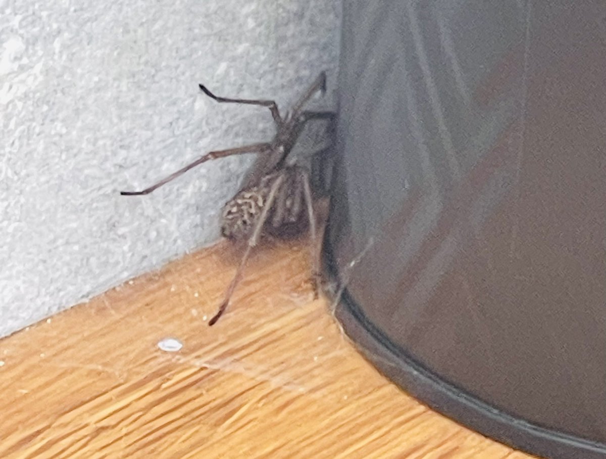 ManiraAhmad's tweet photo. Some therapeutic cleaning under way & I nearly jumped out my skin - π·οΈ
Thatβs no normal Scottish spider π±
Iβve been staring at it for the last 27 mins & itβs not moved
Dilemma: do I go & get something to pick it up with, however it may disappear if turn my back π«€
#BigSpider https://t.co/uOIzuyQAzu