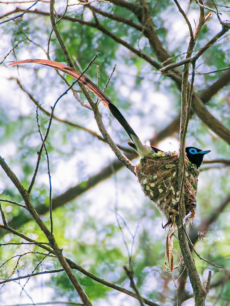 AYUMOON_'s tweet photo. 2年前のカップイン✨
#サンコウチョウ #野鳥撮影 #野鳥 #野鳥写真 https://t.co/klqIgpWCBu