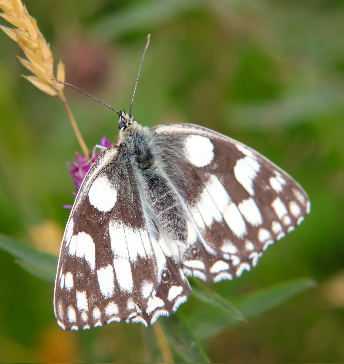 Nice couple of marbled white #Butterflies at Great Traston Meadows #GwentLevels @GwentWildlife  #Wales #wildlifephotography  #TwitterNatureCommunity #NaturePhotography #Nature #Insectphotography #butterfly #Insects #naturelovers #nature 70-250mm zoom +13mm extension tube.