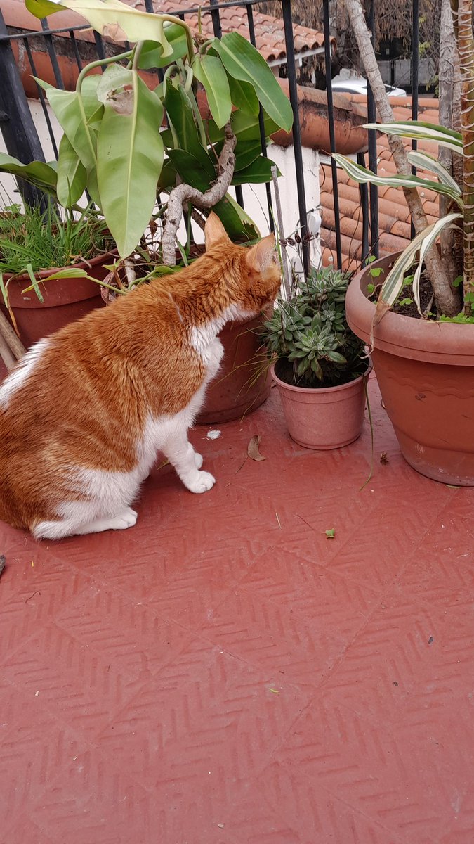 AleexMoya's tweet photo. El gato más bueno del mundo. El que hacía que la gente lo acaricie (incluso si no eran de acercarse a los gatos) porque vos eras vos. Mi Nachiwow. Te lo prometí y cumplí, ya no duele, ya no cuesta.  Pero porfavor, volvé. En la forma que quieras, volvé. https://t.co/DIv3lGbC3K